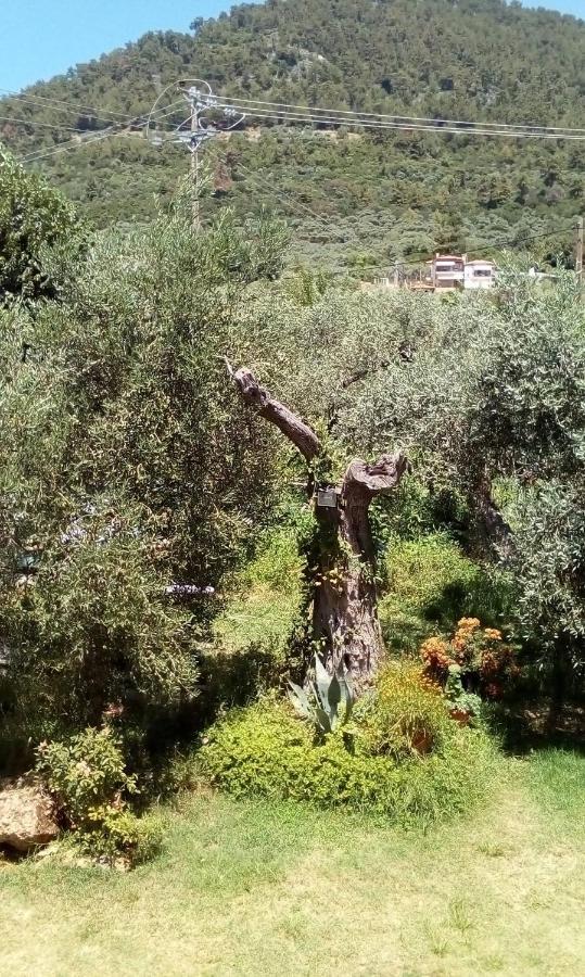Olive Garden Villas And Apartments Chrysi Ammoudia Luaran gambar