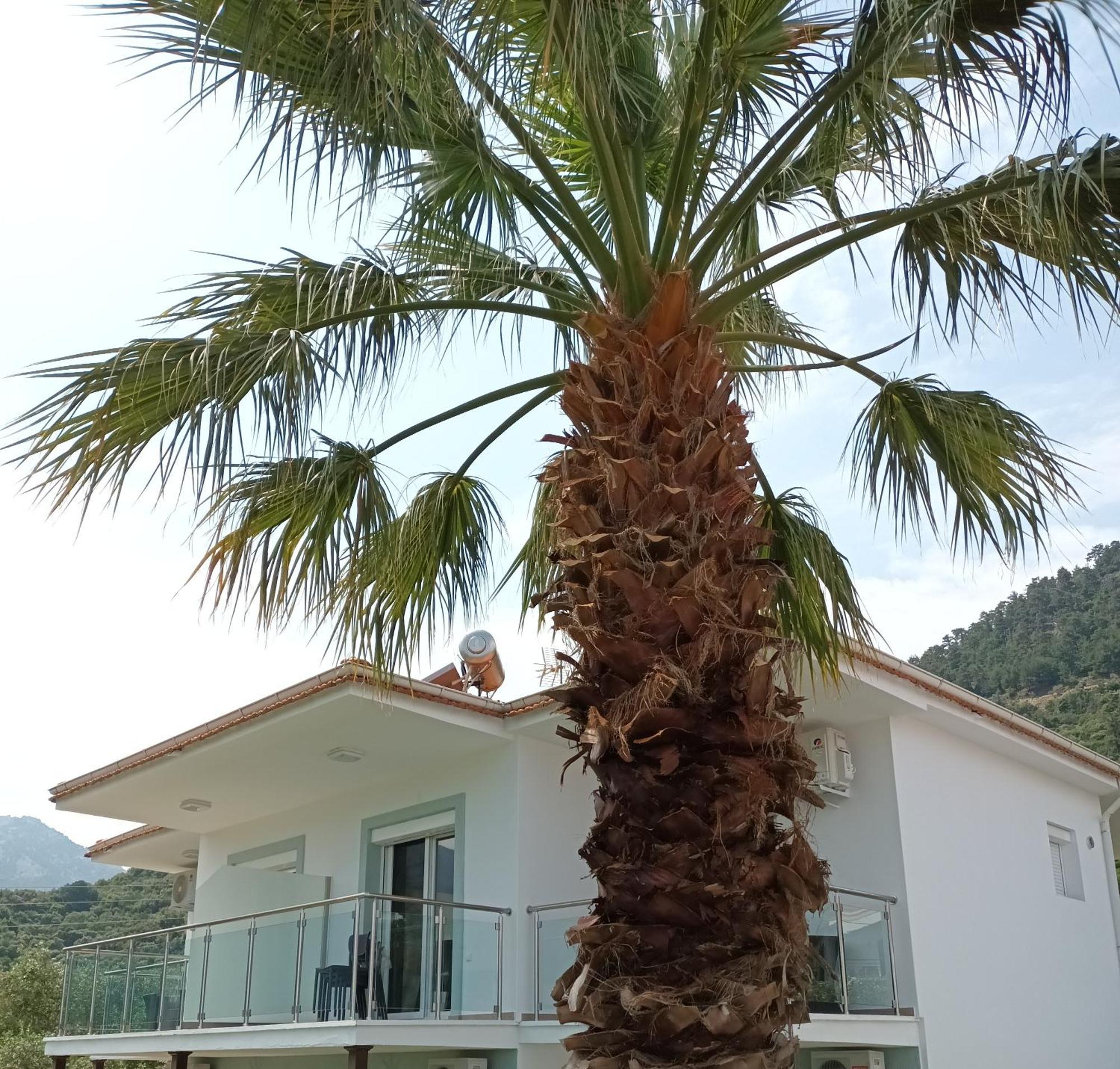 Olive Garden Villas And Apartments Chrysi Ammoudia Bilik gambar
